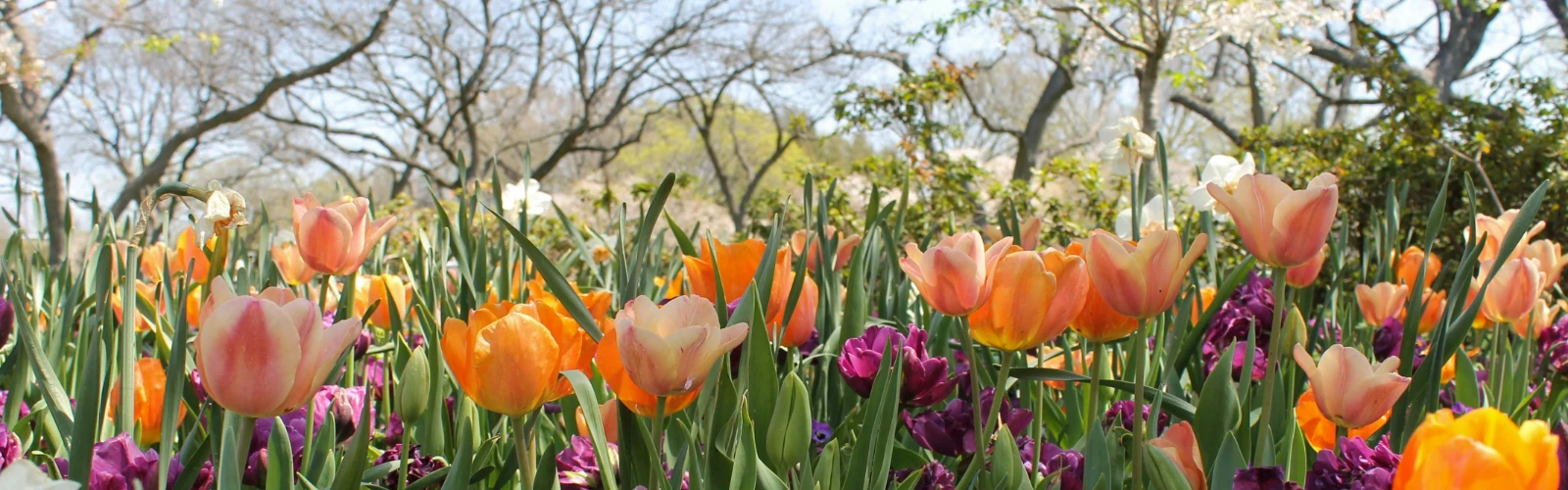 Outdoor Adventures in Dallas: Parks, Trails, and More