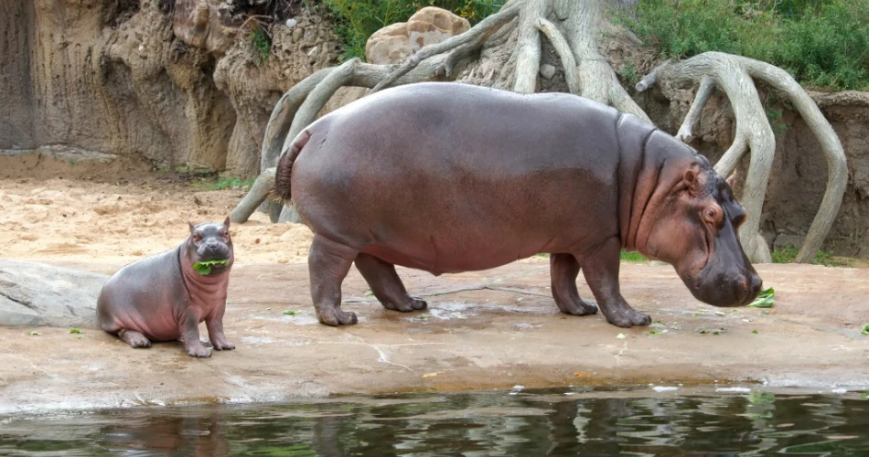 Las 10 Mejores Atracciones para Niños en Dallas